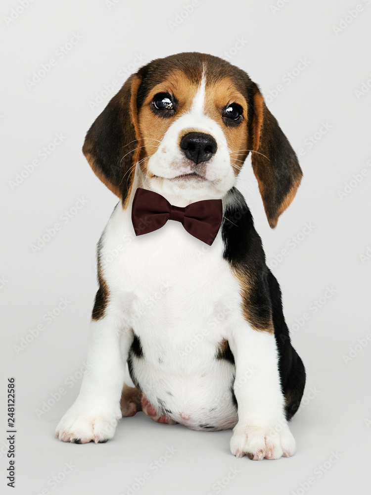Cute Beagle in a dark brown bow tie