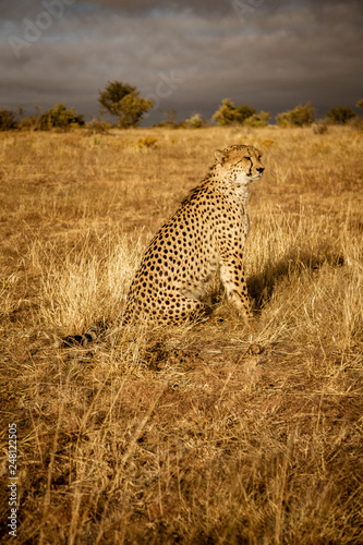 Adult cheetah sits up scans his surroundings