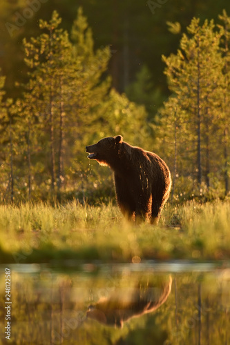 bear with water reflection in summer