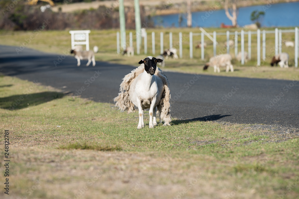 Sheep shedding it wool coat