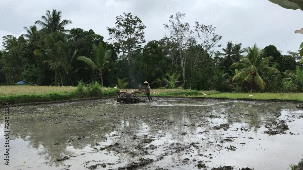 Senior asian farmer plowing rice paddy field using tractor. Bali island, Indonesia. Senior asian farmer plowing rice paddy field using tractor. Bali island, Indonesia.