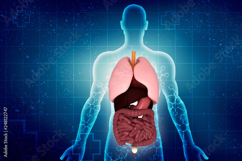 Healthy Human Lungs 3d illustration