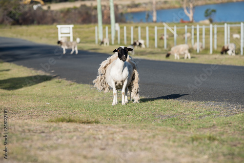 Sheep shedding it wool coat