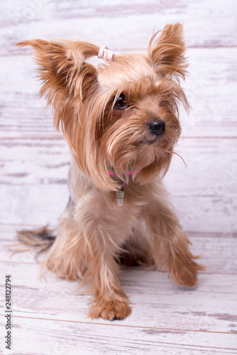 Dog breed Yorkshire terrier on a white wooden background. A small dog.