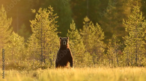 bear standing in summer landscape