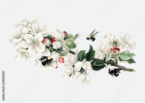 Apple blossom illustration on an X'mas card