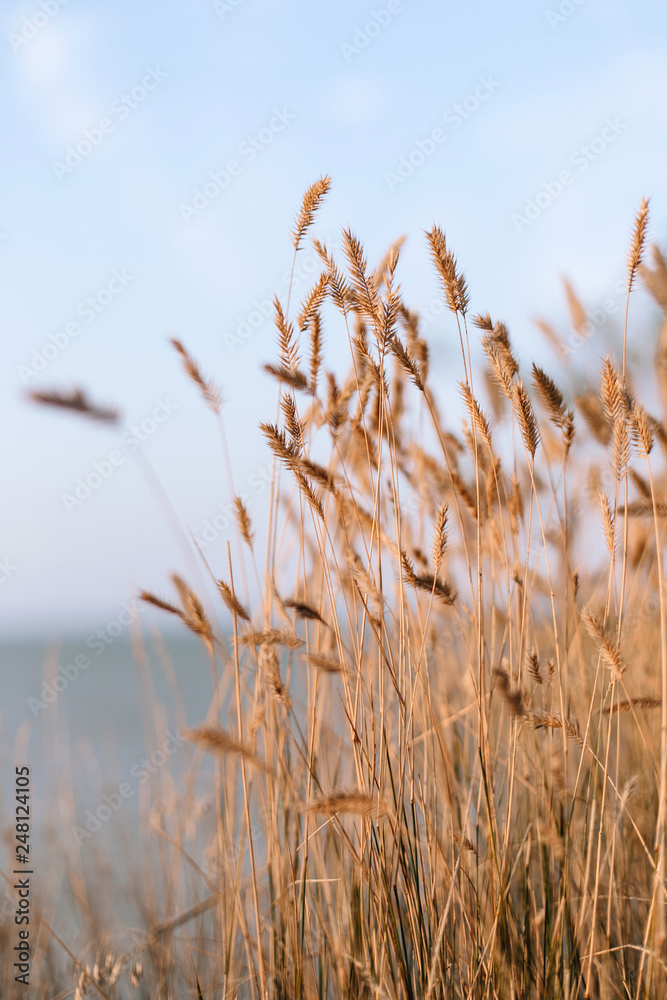 Fototapeta premium grass and blue sky
