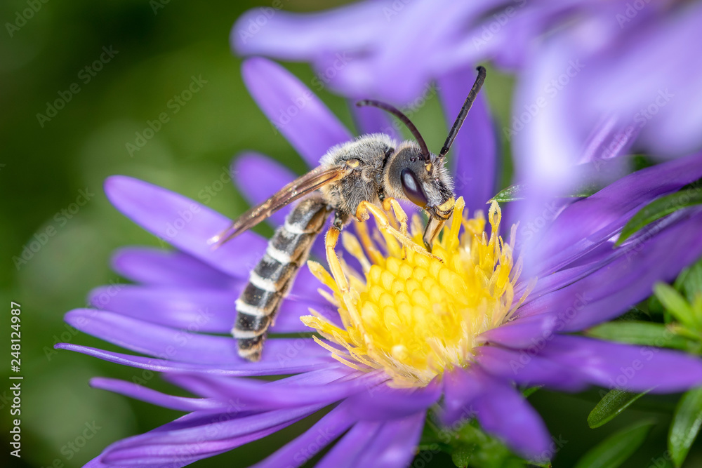 Yellow-banded furrow bee - Halictus scabiosae - pollinates an aster Yellow-banded furrow bee - Halictus scabiosae - pollinates an aster