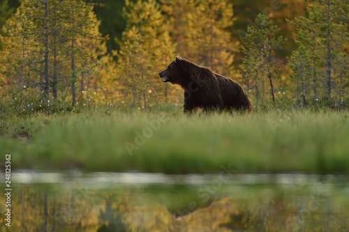 brown bear (ursus arctos) in forest landscape at summer. bear in summer landscape.