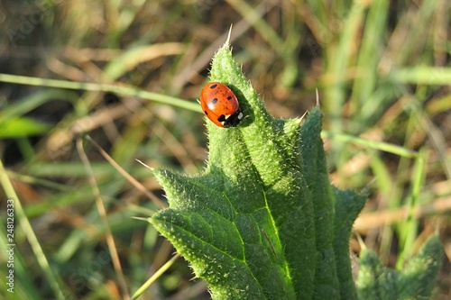 Ladybug on a green leaf in the garden, closeup