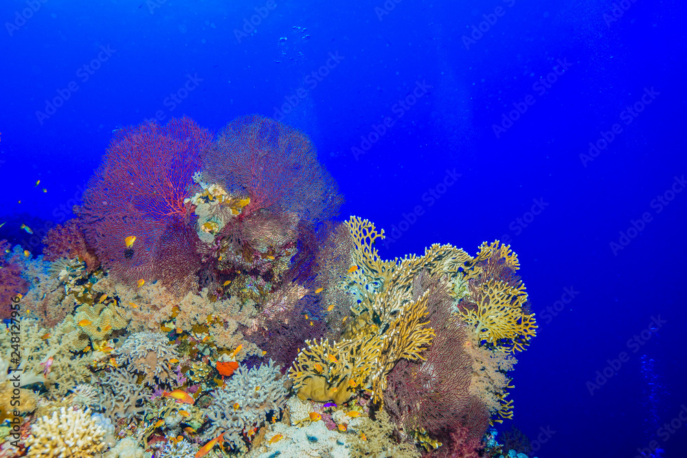Fototapeta premium Coral reef at the Red Sea Egypt