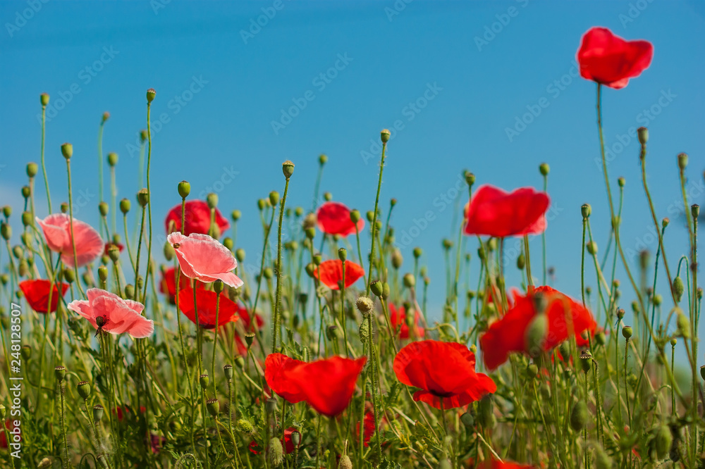 Obraz premium art Beautiful Spring Flowers