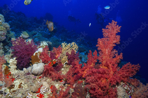 Coral reef at the Red Sea Egypt