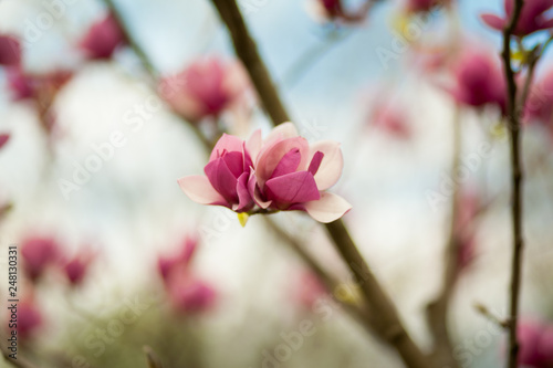 Blossom tree over nature background  Spring flowers Spring Background