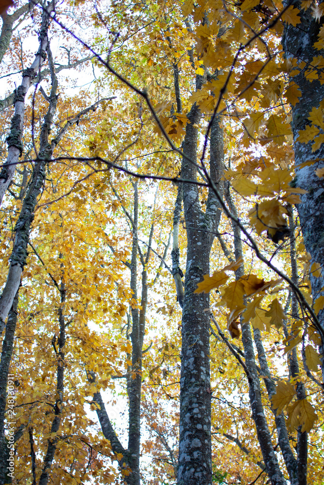 Fototapeta premium Outdoor autumn landscape