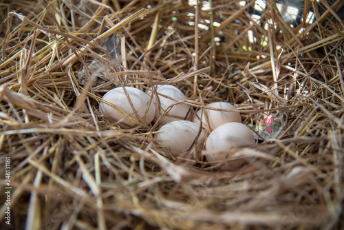 Bantam eggs are in the nest made of straw.