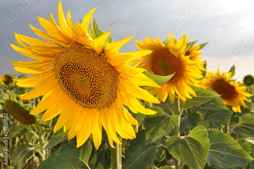 sunflower, flower, yellow, field, nature, summer, sunflowers, plant, sky, agriculture, bright, sun, green, blue, beauty, blossom, beautiful, garden, flora, leaf, natural, spring, flowers, vibrant, col
