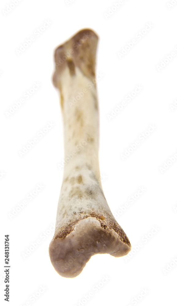 bone isolated on white background bone isolated on white background