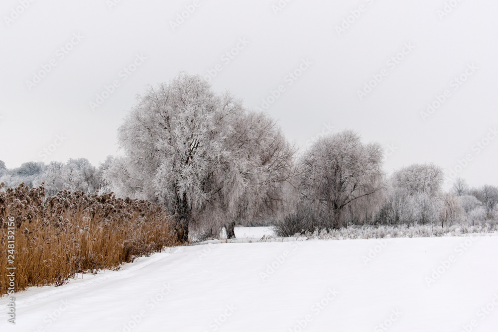Winter weather. White snow covered the ground. copy space Winter weather. White snow covered the ground. copy space