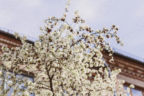 blooming tall Apple trees in the city