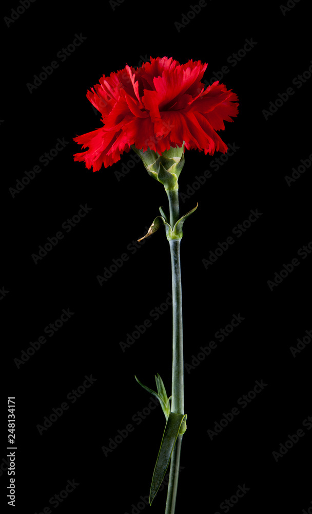 red carnation flowers isolated on black background red carnation flowers isolated on black background