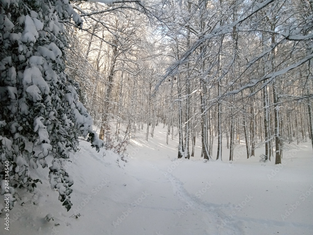 Thick forest of trees without leaves. The land is completely covered in white snow on this beautiful winter day in the mountains. Thick forest of trees without leaves. The land is completely covered in white snow on this beautiful winter day in the mountains.