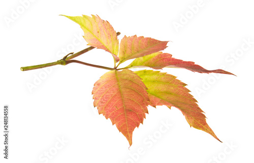 autumn leaf of grapes isolated on white background