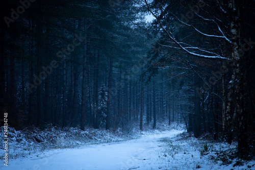 pine forest in snow