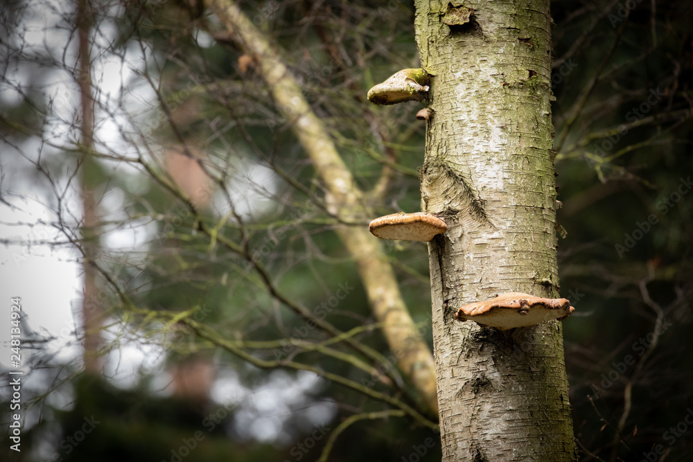 birch polypore fungus on silver birch tree