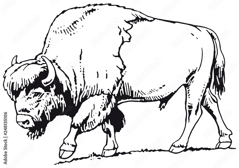 buffalo american bison, sketch Stock Vector | Adobe Stock