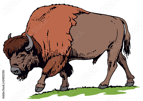 buffalo american bison