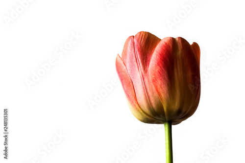Spring flower, red tulip on a white background