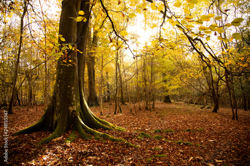 beech trees in autumn ashdown forest sussex uk