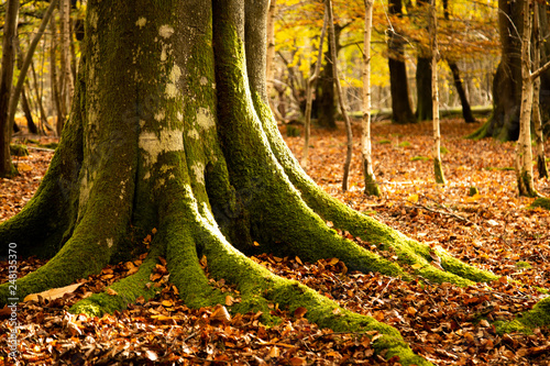 beech trees in autumn ashdown forest sussex uk