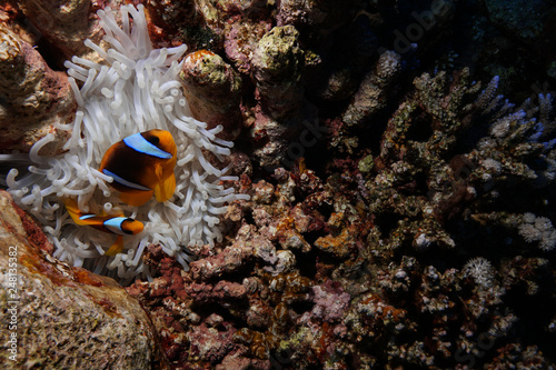 Nemo at the Red Sea  Egypt