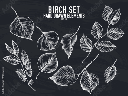 Vector collection of hand drawn chalk birch