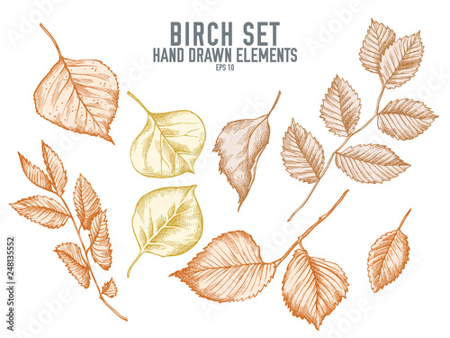 Vector collection of hand drawn pastel birch