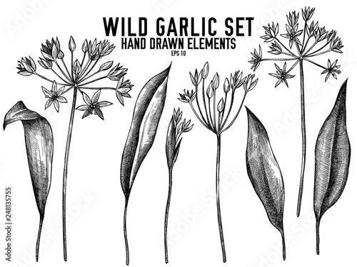Vector collection of hand drawn black and white wild garlic