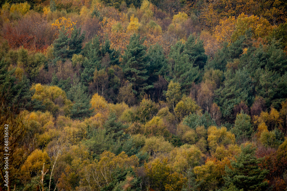 trees in autumn colour ashdown forest sussex uk trees in autumn colour ashdown forest sussex uk