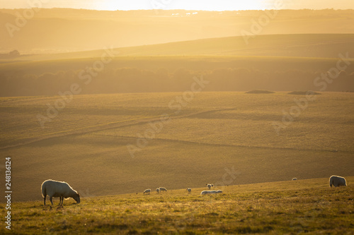 sheep and fields at sunset south downs sussex uk