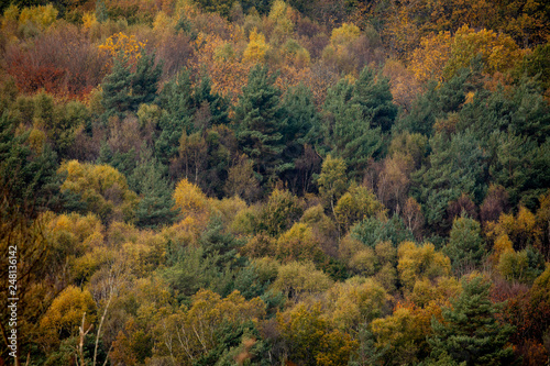 trees in autumn colour ashdown forest sussex uk