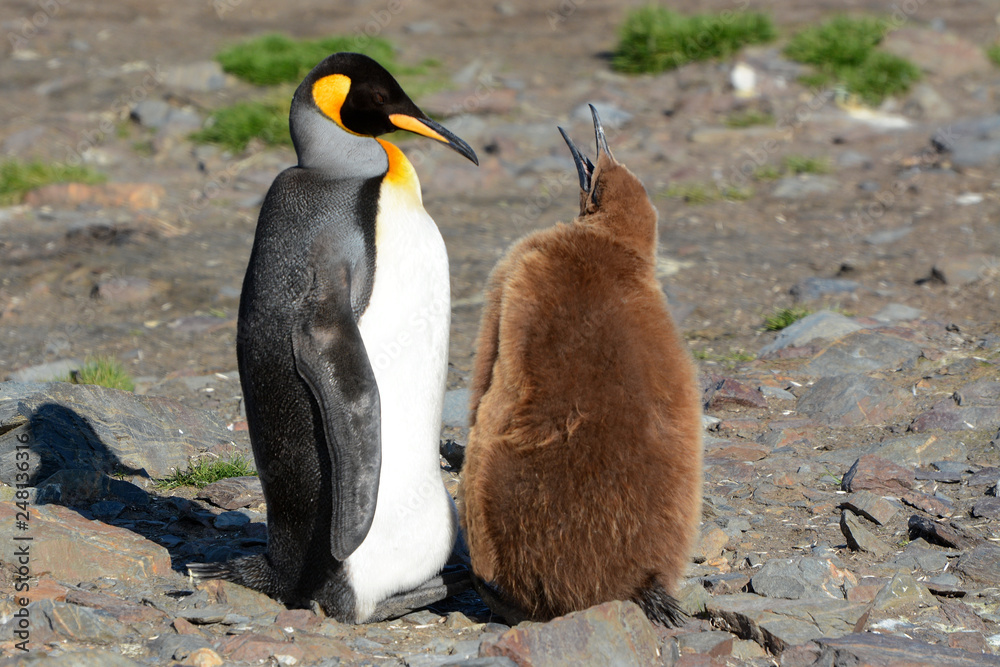 Fototapeta premium Fütterung eines Königspinguins