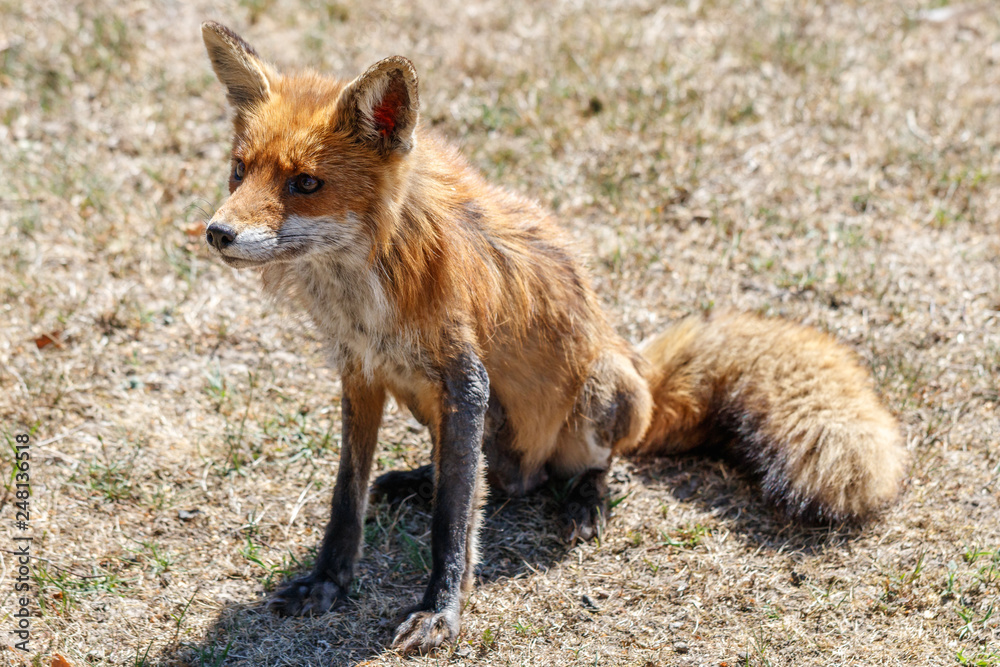 Rotfuchs Rotfuchs