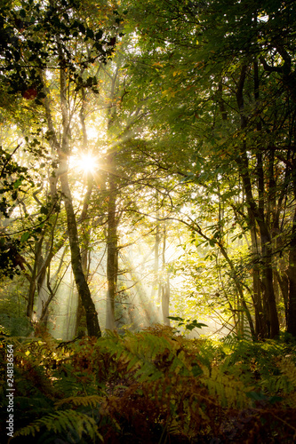 woodland trees in autumn sunlight