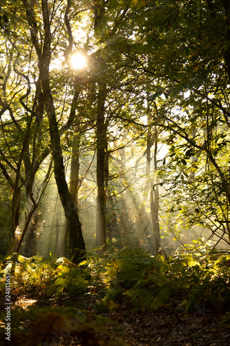 Fototapeta Naklejka Na Ścianę i Meble -  woodland trees in autumn sunlight