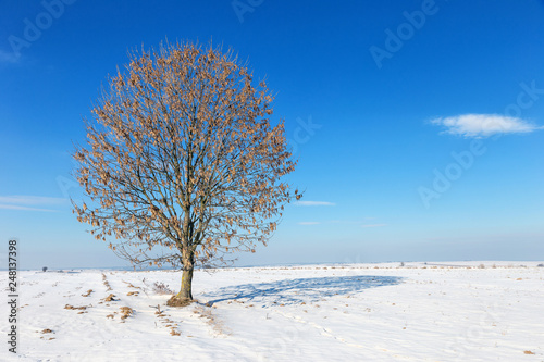 Lonely tree on the snow field.