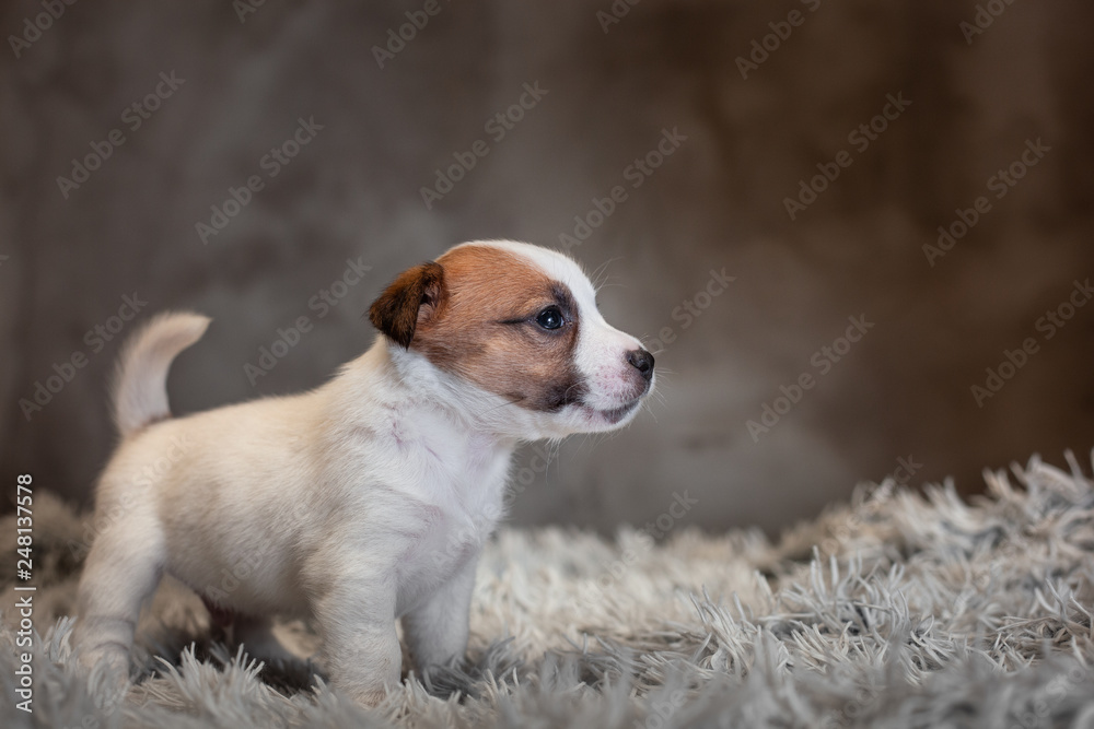 Jack Russell Terrier puppy with spots on the muzzle, stands on a terry rug with a white pile on a gray background