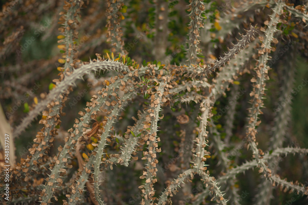 Selective focus close-up top-view shot on Golden barrel cactus (Echinocactus grusonii) cluster. well known species of cactus, endemic to east-central Mexico widely cultivated as an ornamental plant. Selective focus close-up top-view shot on Golden barrel cactus (Echinocactus grusonii) cluster. well known species of cactus, endemic to east-central Mexico widely cultivated as an ornamental plant.