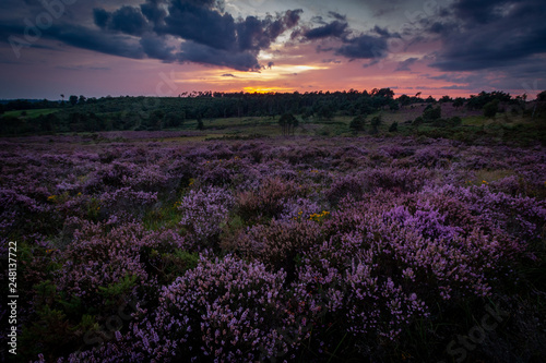 heather at sunset ashdown forest sussex uk