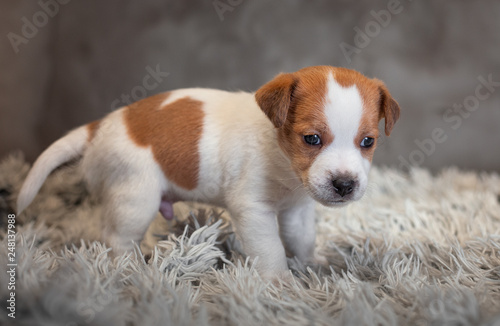 Jack Russell Terrier puppy with spots on the muzzle  stands on a terry rug with a white pile on a gray background